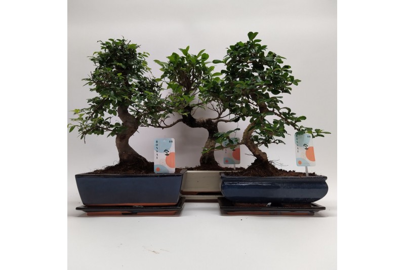 Bonsai mix Traditional 