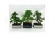 Bonsai mix Traditional 