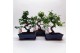 Bonsai mix Traditional 