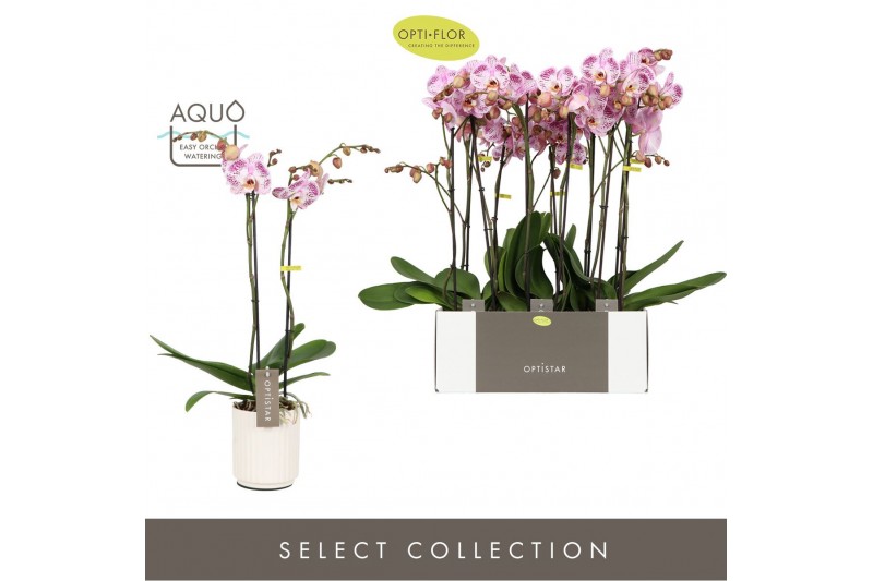Phalaenopsis sorano 2 tak optistar in white molise aquo 