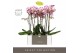 Phalaenopsis sorano 2 tak optistar in white molise aquo 