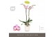 Phalaenopsis sorano 2 tak optistar in white molise aquo 