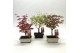 Bonsai Acer Bonsai Mix 