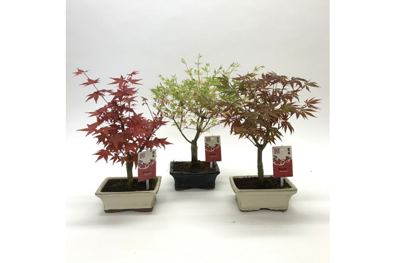 Bonsai Acer Bonsai Mix 