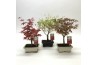 Bonsai Acer Bonsai Mix
