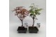 Bonsai Acer Bonsai Mix 