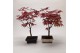 Bonsai Acer Bonsai Mix 