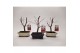 Bonsai Acer Bonsai Mix 