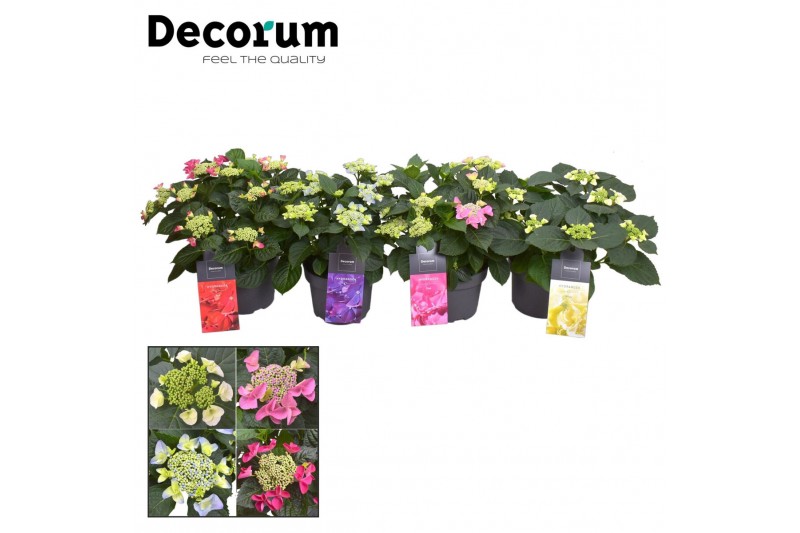 Hydrangea macr. Teller Mix 7-12 
