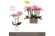 Phalaenopsis anthura padova 2 tak optistar in white molise aquo 