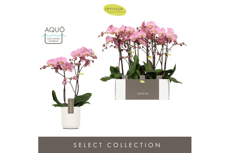 Phalaenopsis anthura padova 2 tak optistar in white molise aquo 