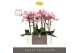 Phalaenopsis anthura padova 2 tak optistar in white molise aquo 