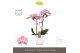 Phalaenopsis anthura padova 2 tak optistar in white molise aquo 