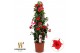 Mandevilla sanderi summerstar red Piramide 