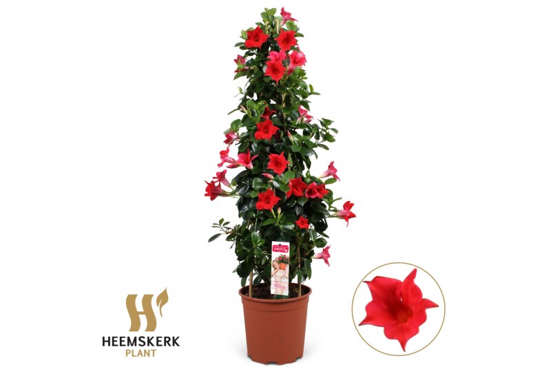 Mandevilla sanderi summerstar red Piramide 