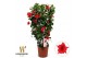Mandevilla sanderi summerstar red Rek 