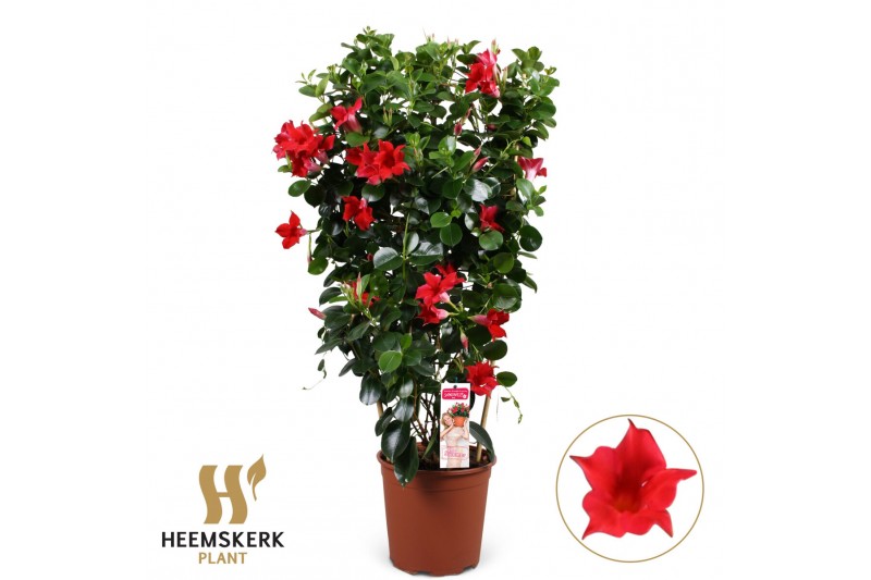 Mandevilla sanderi summerstar red Rek 