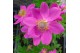 Anemone Anemone Spring Beauty Pink 