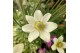 Anemone Anemone Spring Beauty White 