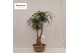 Beaucarnea recurvata vertakt nummer 47 