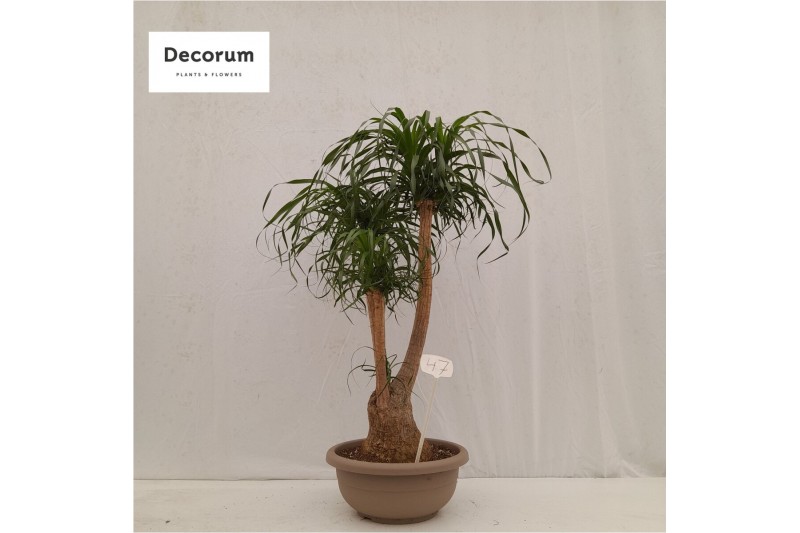 Beaucarnea recurvata vertakt nummer 47 