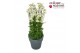 Anemone Anemone Spring Beauty Mix 