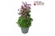 Anemone Anemone Spring Beauty Mix 