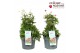 Anemone Anemone Spring Beauty Mix 