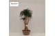 Beaucarnea recurvata vertakt nummer 59 