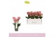 Phalaenopsis multiflora oranje Boquetto Charme 3-5 tak 
