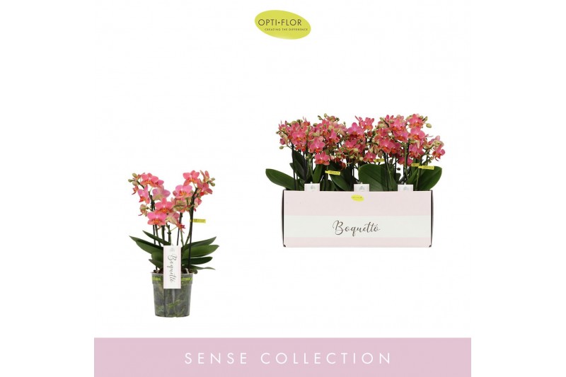 Phalaenopsis multiflora oranje Boquetto Charme 3-5 tak 