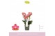 Phalaenopsis multiflora oranje Boquetto Charme 3-5 tak 