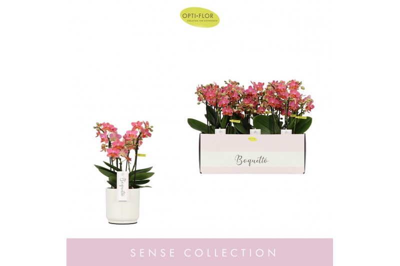 Phalaenopsis multiflora oranje Boquetto Charme 3-5 tak in Lazio White 
