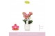 Phalaenopsis multiflora oranje Boquetto Charme 3-5 tak in Lazio White 
