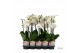 Phalaenopsis wit Promiss - 2 tak - 55/60cm 