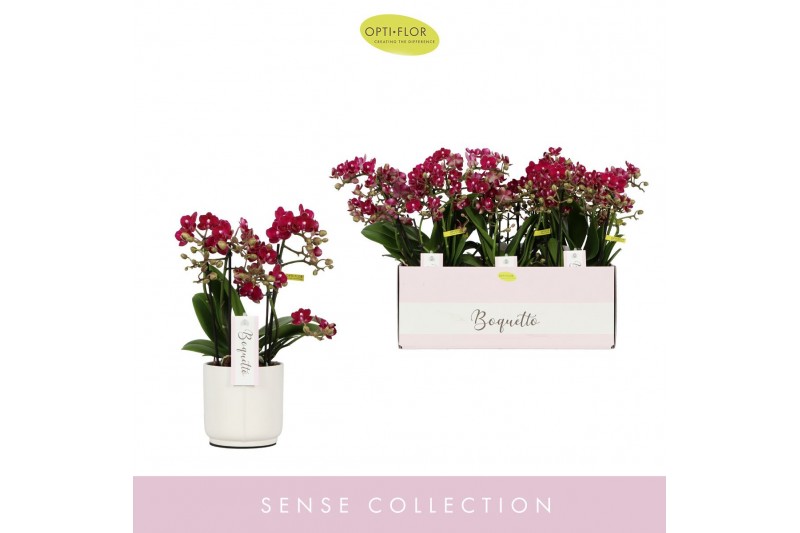 Phalaenopsis multiflora rood Boquetto Temptation 3-5 tak in White Lazi 