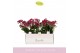 Phalaenopsis multiflora rood Boquetto Temptation 3-5 tak in White Lazi 