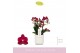 Phalaenopsis multiflora rood Boquetto Temptation 3-5 tak in White Lazi 