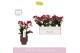 Phalaenopsis multiflora rood Boquetto Temptation 3-5 tak in Brown Emil 
