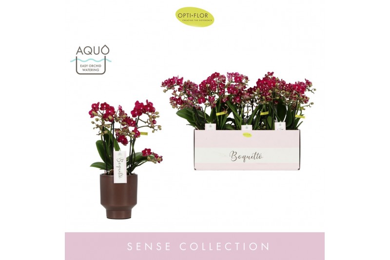 Phalaenopsis multiflora rood Boquetto Temptation 3-5 tak in Brown Emil 