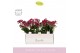 Phalaenopsis multiflora rood Boquetto Temptation 3-5 tak in Brown Emil 