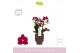 Phalaenopsis multiflora rood Boquetto Temptation 3-5 tak in Brown Emil 