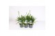 Agapanthus charlotte Agapanthus blauw. 6+ knoppen, nieuw soortje 