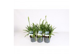 Agapanthus charlotte Agapanthus blauw. 6+ knoppen, nieuw soortje