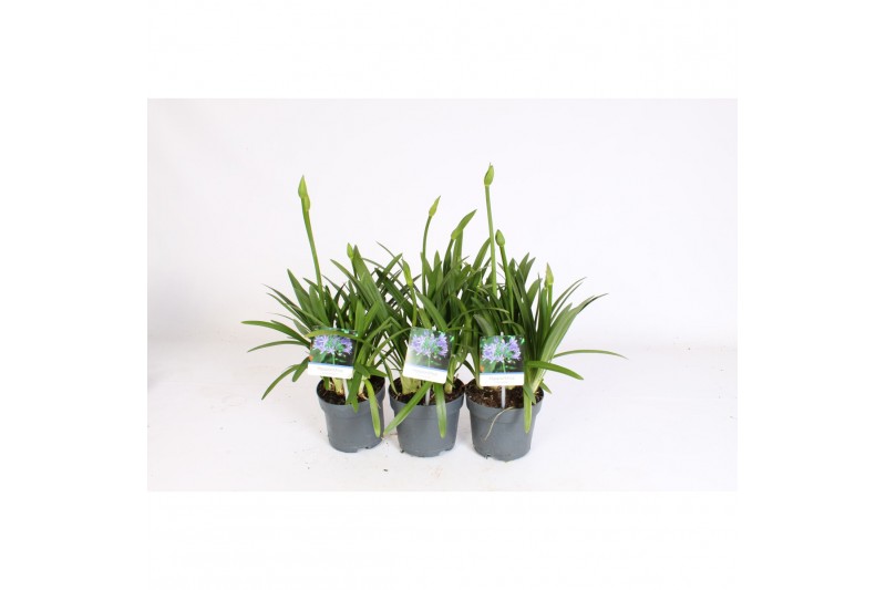 Agapanthus charlotte Agapanthus blauw. 6+ knoppen, nieuw soortje Agapanthus charlotte Agapanthus blauw. 6+ knoppen, nieuw soortje
