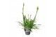 Agapanthus charlotte Agapanthus Charlotte blauw. pot 12 vanaf 2024! 