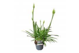 Agapanthus charlotte Agapanthus Charlotte blauw. pot 12 vanaf 2024!