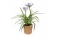 Agapanthus charlotte Agapanthus Charlotte blauw pot 12 cm in zeegras m 