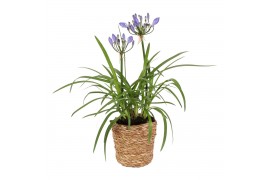 Agapanthus charlotte Agapanthus Charlotte blauw pot 12 cm in zeegras m