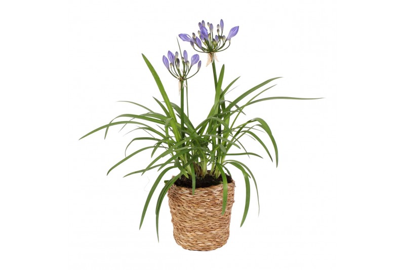 Agapanthus charlotte Agapanthus Charlotte blauw pot 12 cm in zeegras m Agapanthus charlotte Agapanthus Charlotte blauw pot 12 cm in zeegras m